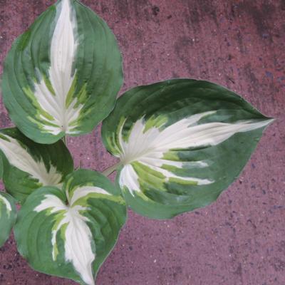 Hosta 'Christmas Island'